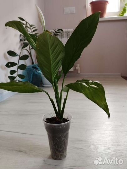 Комнатные растения и цветы Спатифиллиум