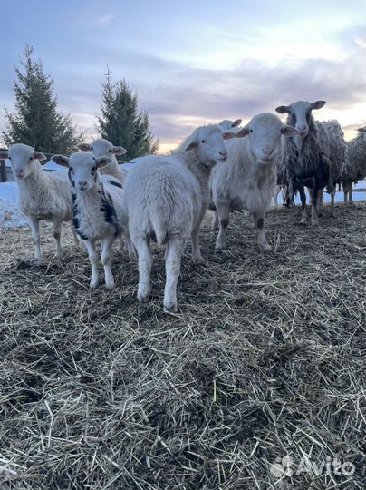 Ягнята барашки