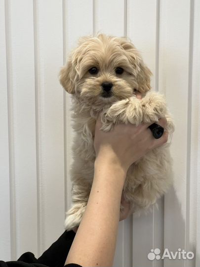 Щенки мальтипу f1 тикап, микро, мини, стандарт