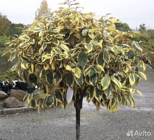 Лох. Вечнозеленый кустарник