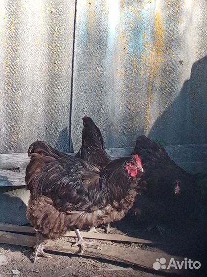Куры орпингтон шеколад