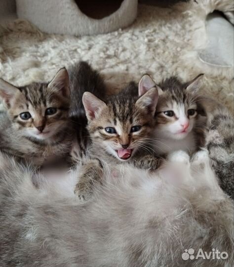Котята в добрые руки