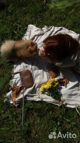 Догситтер, передержка кошек, передержка собак