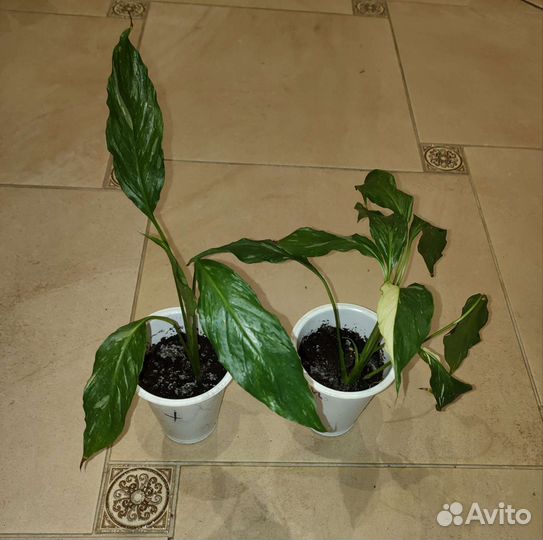 Спатифиллум