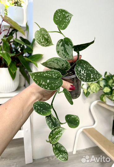 Сциндапсус Сильвер Энн