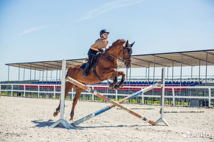 Продам лошадь