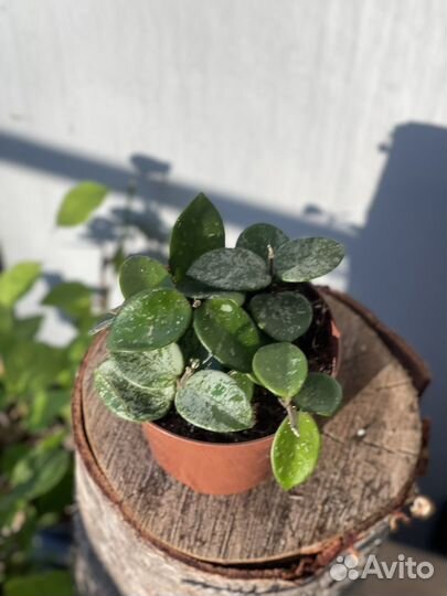 Хойя Матильда Сплеш