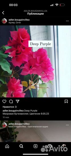 Сортовые бугенвиллеи