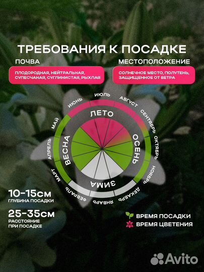 Лилия ла-гибрид ларино (луковицы)