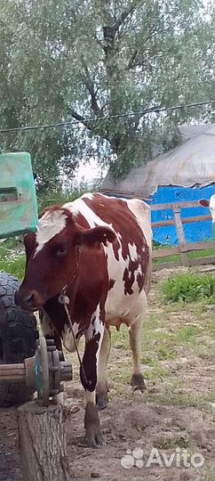 Продам корову