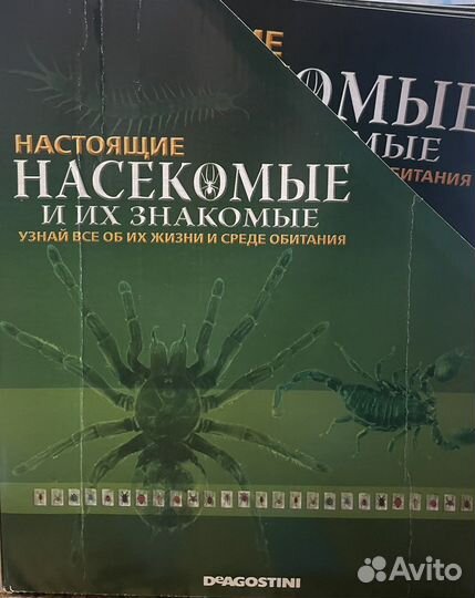 Насекомые и их знакомые