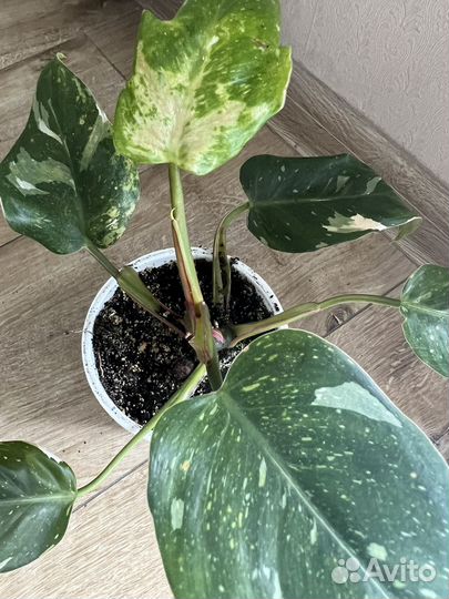 Филодендрон белая принцесса