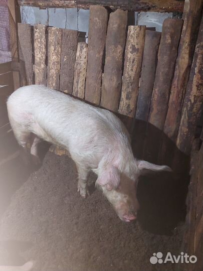 Продам хряка