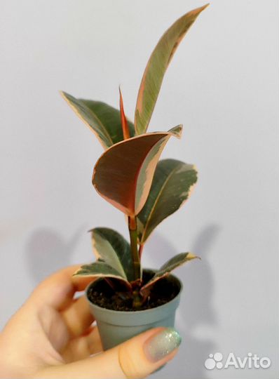 Фикус эластика бейлиз d6