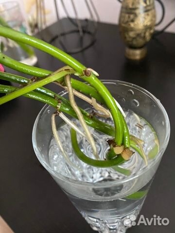 Комнатное растение Сциндапсус с историей