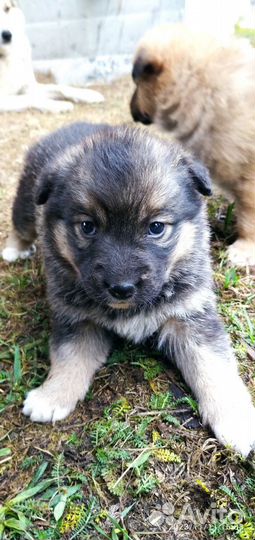 Щенки лайки