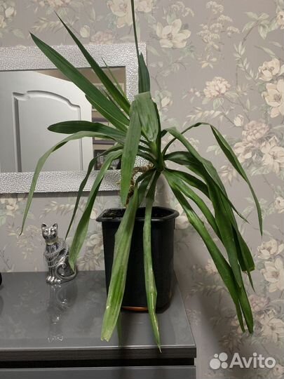 Комнатные растения Юкка