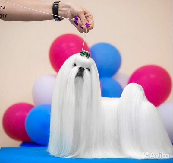 Мальтезе вязка