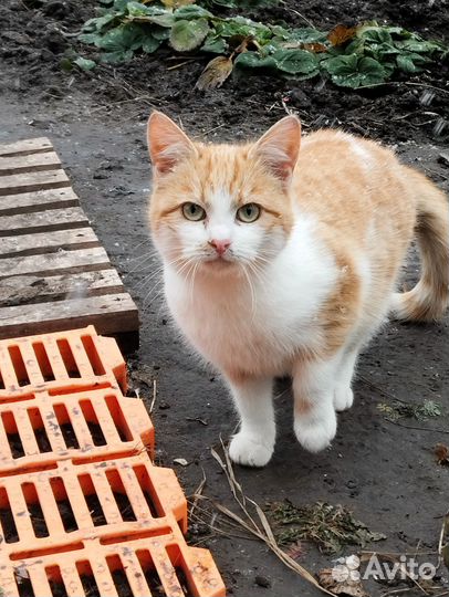 Кошки в добрые руки бесплатно