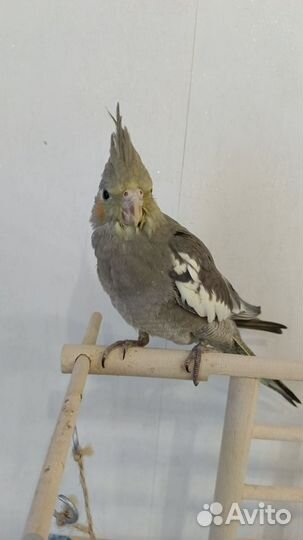 Птенцы кореллы