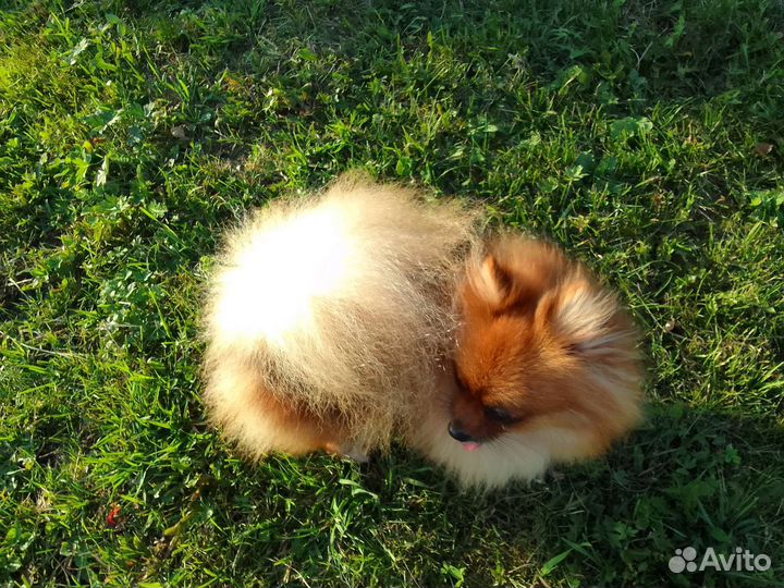 Шпиц (девочка)