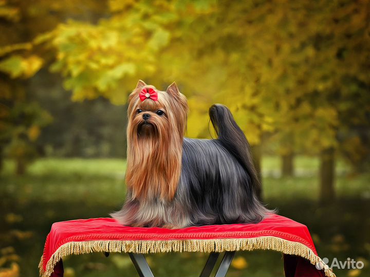 Йорк вязка, Люксик приглашает на свидание