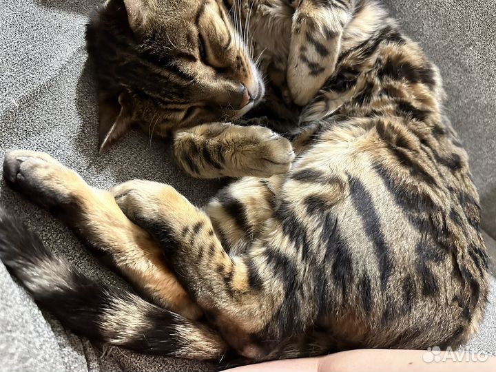 Бенгальский кот в добрые руки