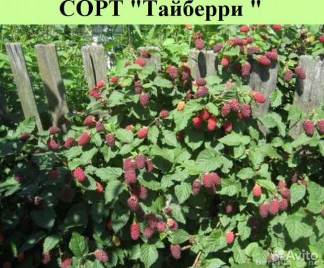 Ежемалина-сорт Тайберри