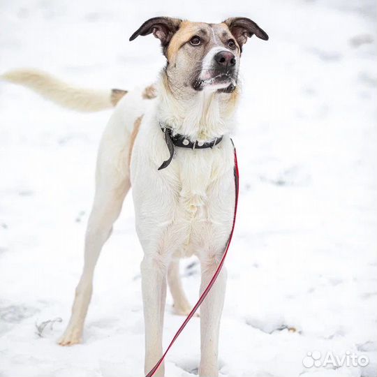 Собака алабай в добрые руки