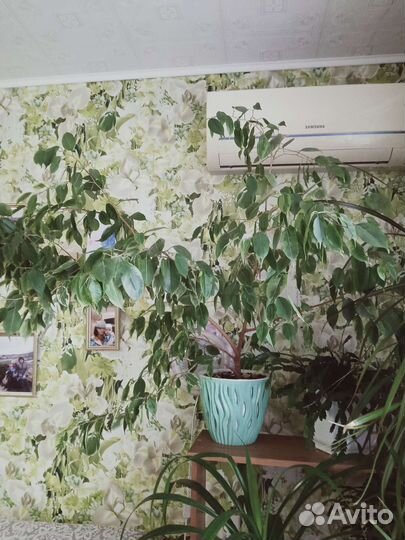 Фикус бенджамина пестролистный