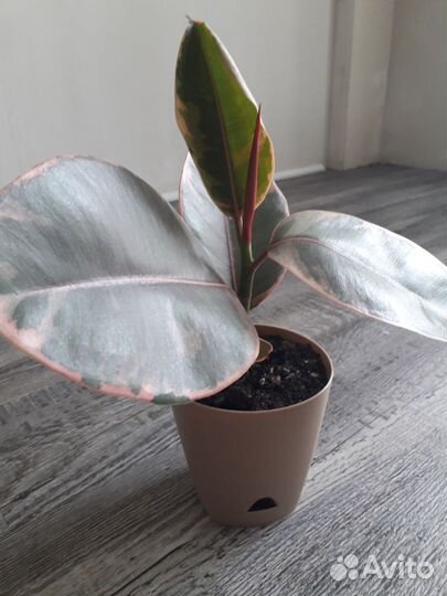 Фикус эластика белиз