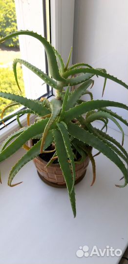 Алоэ столетник