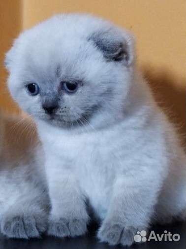 Шотландская