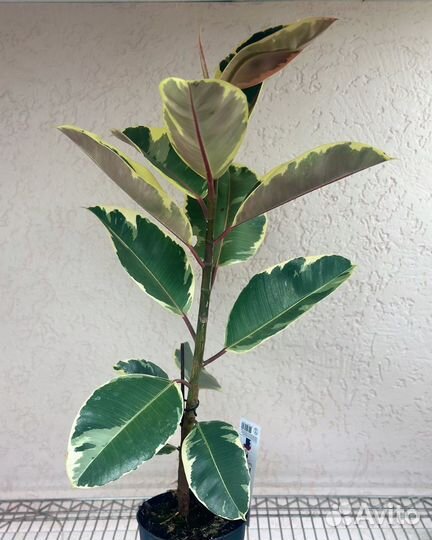 Фикус пестролистный