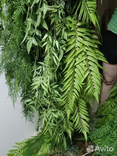 Реалистичные ампельные растения, от