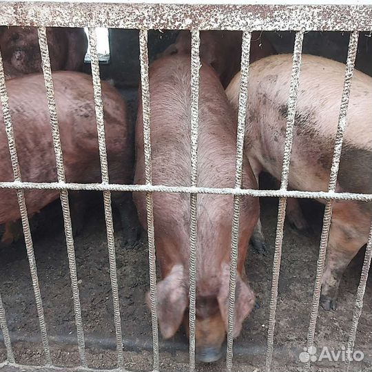 Навоз свиной