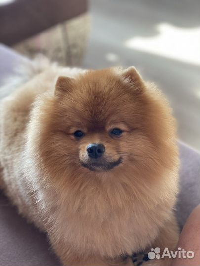 Вязка шпицов