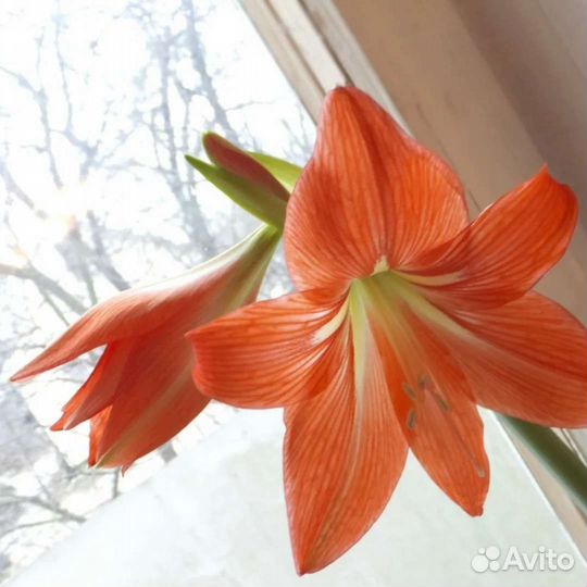 Гиппиаструм