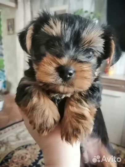 Йоркширский терьер