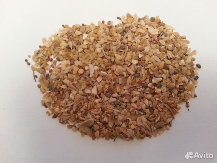 Ракушка морская кормовая