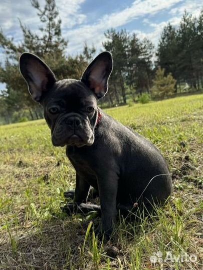 Французский бульдог щенок голубой изабелла