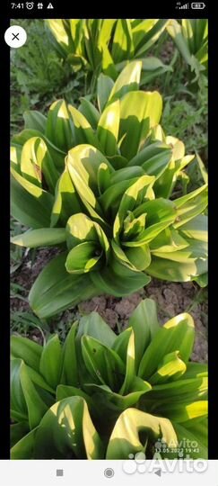 Безвременник осенний