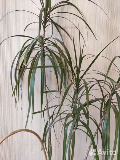 Комнатный цветок Драцена