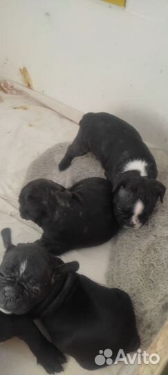 Продам щенят французский бульдог
