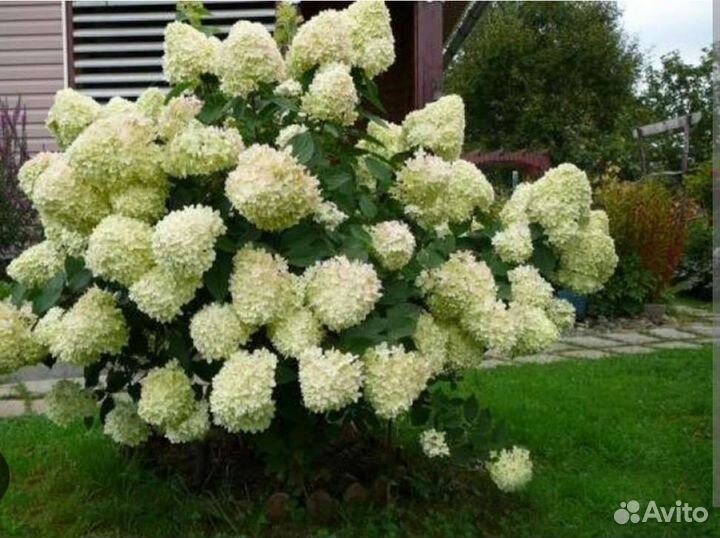 Гортензия сорта-гиганты