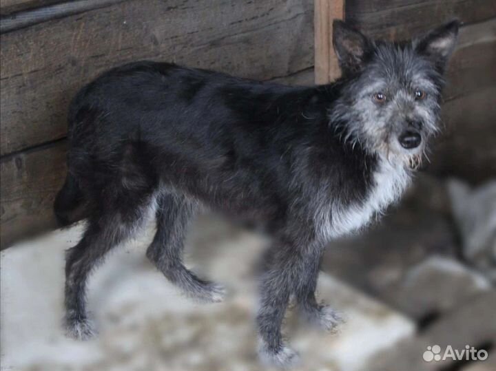 Дора и лора