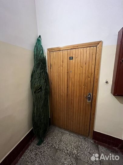 Елка новогодняя живая 2 метра