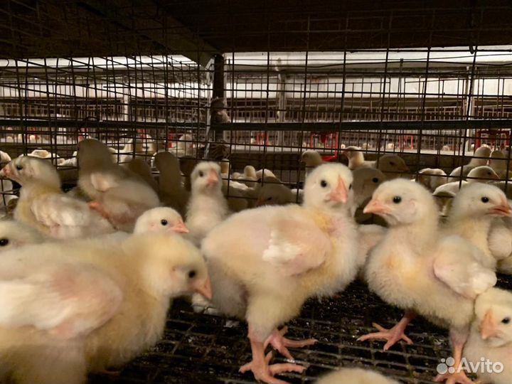 Цыплята росс 308