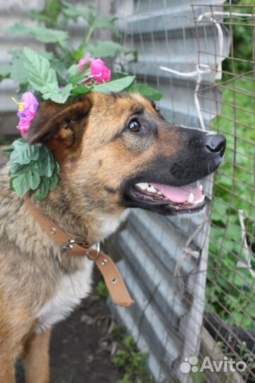 Метис овчарочки Джесси ищет дом