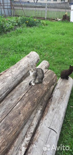 Котята в добрые руки мальчики